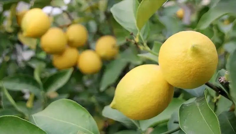 Limonun Fiyatı Uçuyor: Bir Adedi 24 Lira Oldu!