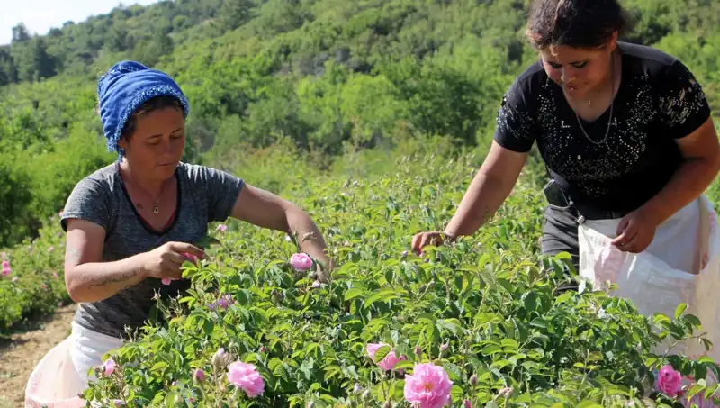 Zirai Donun Etkileri: Gül Bahçelerinde İstenilen Verim Alınamadı