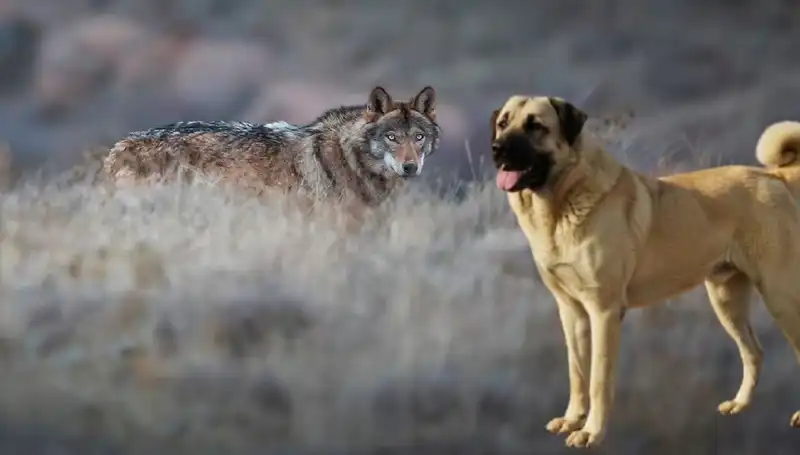 Kangal Köpeği ve Kurt Popülasyonu: Talep Patladı!