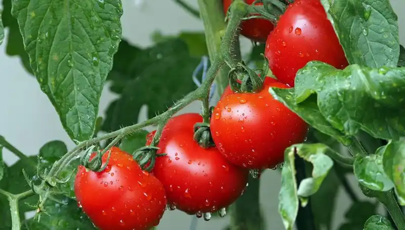 Domateslerin Tarihi: Milyonlarca Yıl Geriye Giden Yolculukları