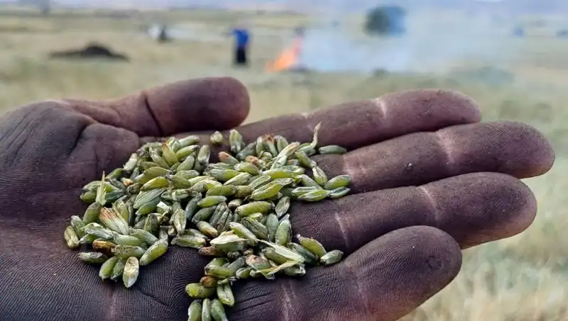 Firik Sezonu Geldi: Lezzetiyle Sofraları Şenlendiriyor
