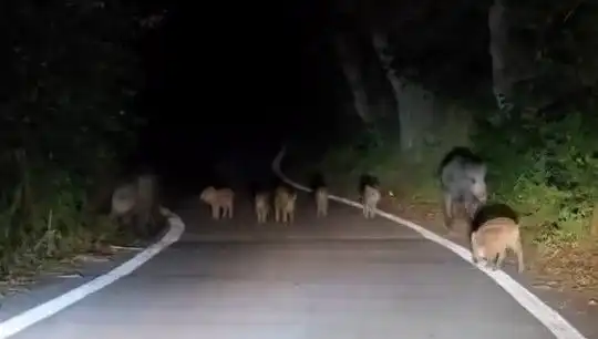 Elazığ'da Domuz Sürüsü Yola İndi, Vatandaş Tedirgin Oldu!