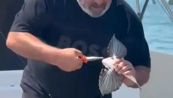 Saros Körfezi'nde Kırlangıç Balığı Avında Tarihi Anlar Yaşandı