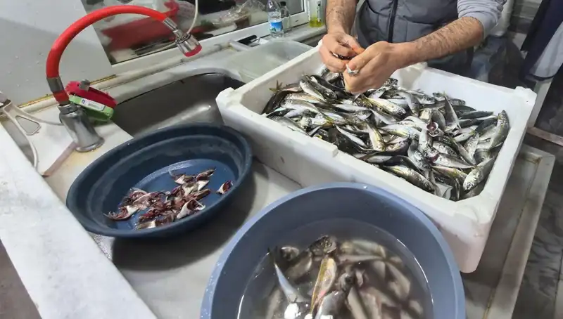 Marmara Denizi'nde Müsilaj Tehdit mi? Balık Etine Olası Etkileri Neler?