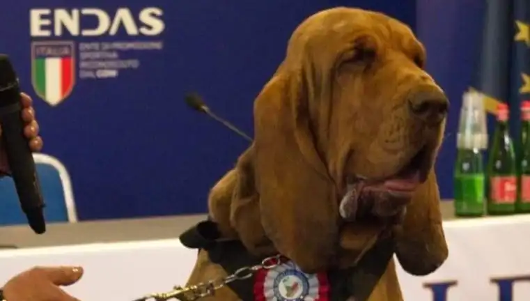 Arama Köpeği Suikasta Uğradı: Çivili Sosisle Hayatına Son Verildi