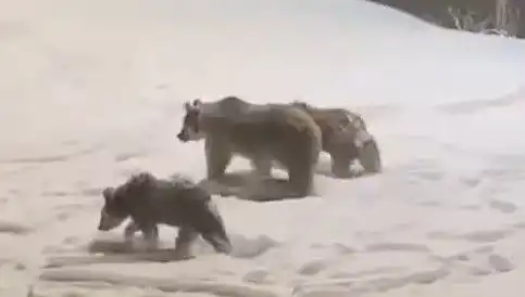 Anne Ayı ve Yavrusu Kış İçin Gıda Arayışında!