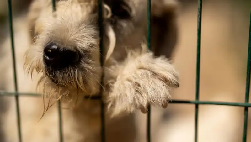 İş Stresi: Sahiplerin Duygusal Yükü Köpekleri Nasıl Etkiliyor?