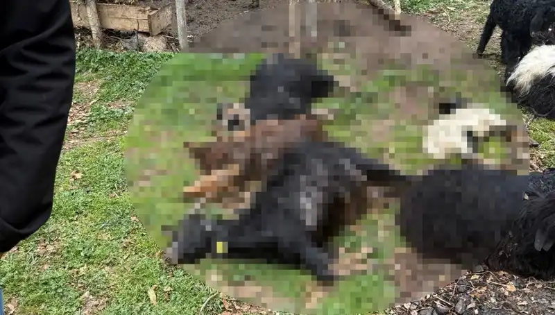 Sahipsiz Köpekler, Faciaya Neden Olan Keçi Kayıplarına Yol Açtı