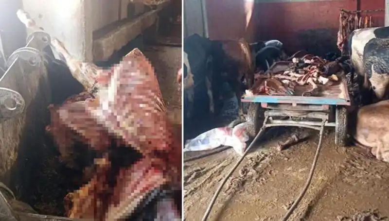 Adana’da Şok Olay: 2,5 Ton At Eti Ele Geçirildi ve Kurtarılan Atlar