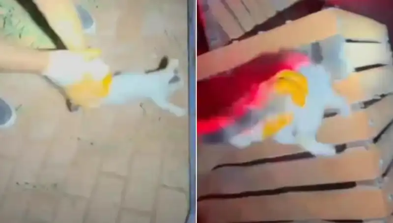 Gece Yarısı itfaiyeden Kedi Kurtarma Operasyonu: Kahramanlar Resmen Göreve Koştu!