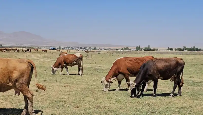 Arin Gölü’nün Kuruması: Su Krizi Kapıya Dayandı!