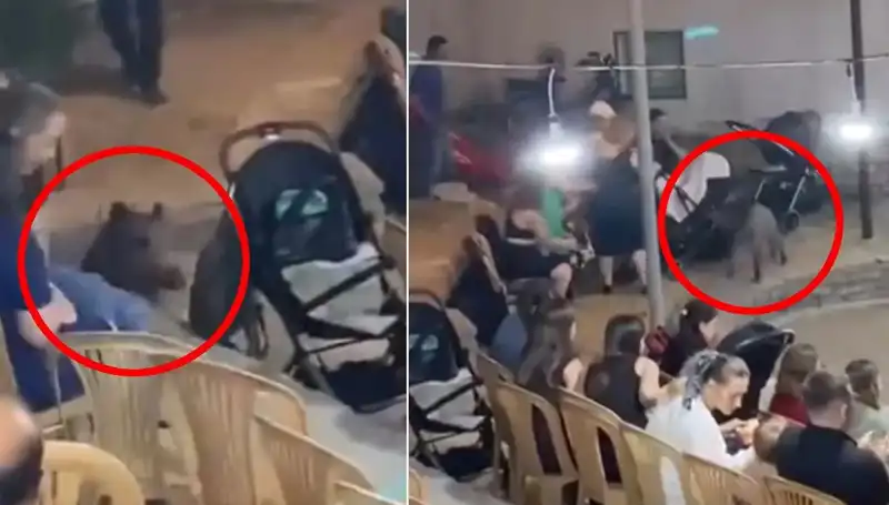 Düğün Töreninde Yaşanan Yaban Domuzu Paniği: Herkes Şaşkına Döndü!