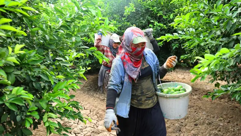 Marketlerde Patates Fiyatları Neden Yükseliyor? Hasat Başladı, Umut Var!