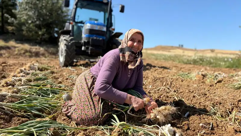 Selenyum Zengini Bu Ürün, Tarımda Devrim Yaratıyor: Bin 200 Lira!
