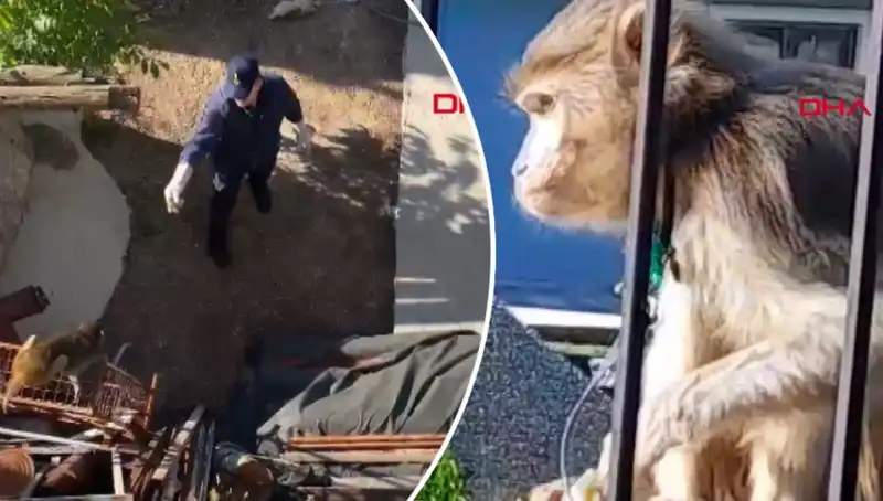 Muğla'da Şaşkınlık Yaratan Maymun Kovalaması, Mahalleliyi Peşine Takti!