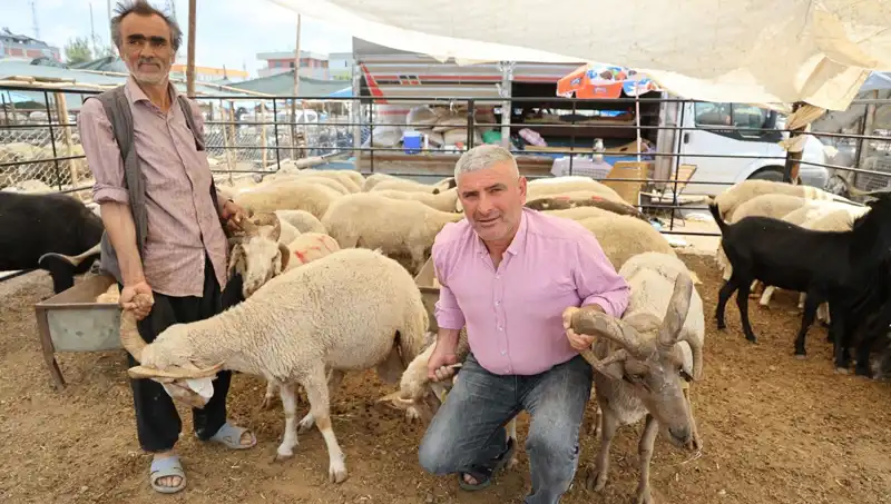 Kurban Bayramı'na Özel: 4 Boynuzlu Koçlar Kurban Pazarının Yıldızı Oldu