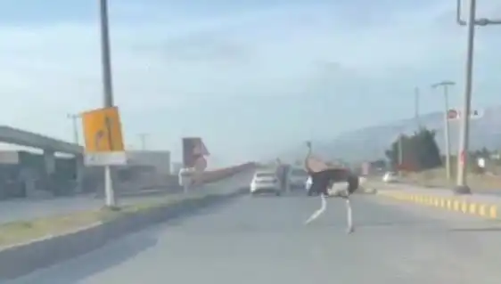 Hatay'da Trafikte Geçmişe Dönüş: Deve Kuşu Şaşkınlığı Yaşandı