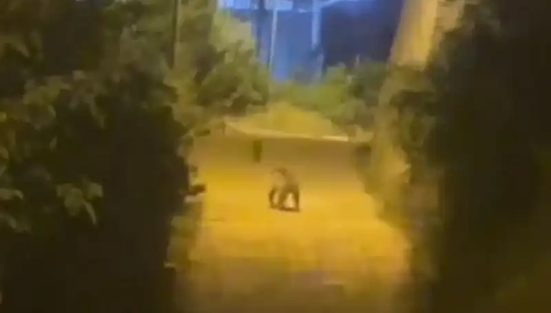 Gümüşhane Şehir Merkezinde Ayı Görüldü: Vatandaşlar Şaşkın!