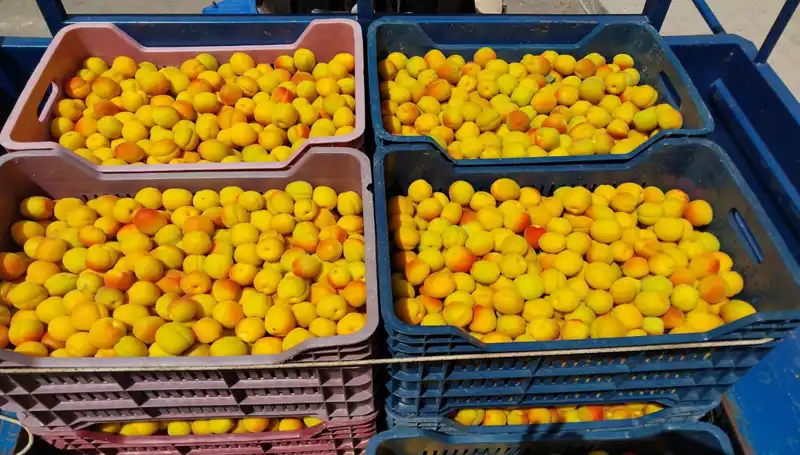 İlk Hasat Zamanı: 500 TL'den Satışa Çıkan Ürünler Neler?