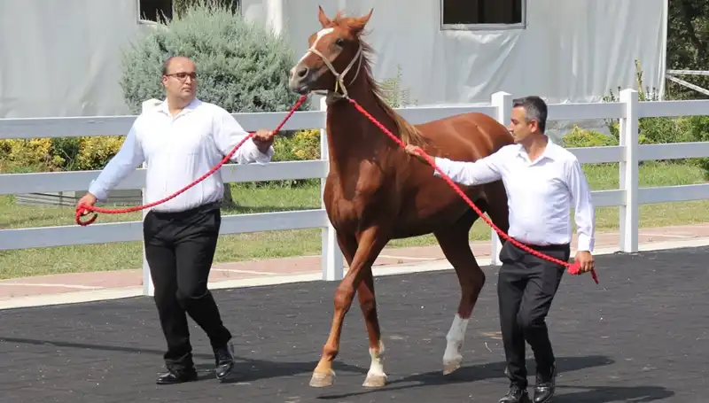 Taşkın Kral: İnanılmaz Rekorlarıyla Su Altında Yeni Bir Dünya Yarattı